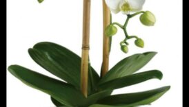 Bagātīgas orhidejas: greznas dāvanas, kas izstaro eleganci