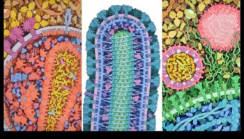 Precizitātes skaistums: detalizētas un precīzas zinātniskās mākslas izveide